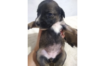Filhote (sem nome) cachorrinho, pelagem curta, preta com marrom e manchas brancas na barriguinha e peitoral. Muito fofo.