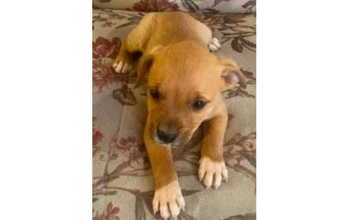 Filhote (sem nome) cachorrinho, filhote, pelagem curta, caramelo com manchas brancas nas patinhas dianteiras.