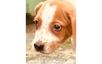 Filhote sem nome Cachorrinho SRD, de 3 meses de idade, caramelo com manchinhas brancas na face e nas patinhas dianteiras, muito dócil, curioso e lindinho