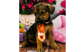 Filhote (sem nome) cachorrinho, filhote, pelagem preta com marrom, 2 meses, muito carinhoso.