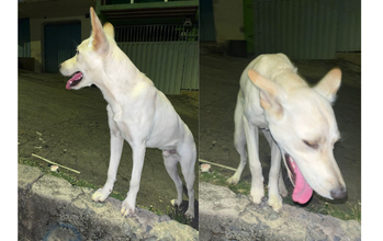 Filhote (sem nome) cachorro, porte médio, pelagem curta e toda branca