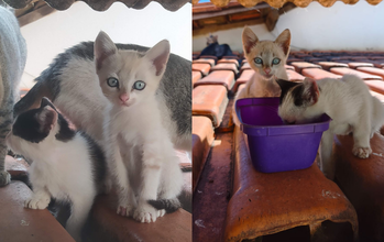 Filhote sem nome Gatinha SRD, branquinha com manchinhas acizentada com amarelinho, olhos azuis maravilhosos, muito dócil e lindissima.