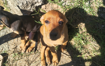cachorrinho, filhote, pequeno porte, pelagem curta cor caramelo. Muito lindinho.