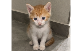 Filhote (sem nome) gatinho, pelagem laranjinha com branco, olho azul. Muito lindinho.
