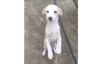 Filhote sem nome Cachorrinho SRD, de 7 meses de idade, pelagem curta e branquinho, muito lindo e dócil