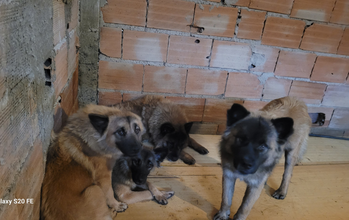 Cachorrinha SRD, parecida com Pastor Alemão, 9 meses de idade, face preta e restante do corpo caramelo, muito dócil e lindo