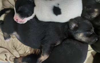 Filhote sem nome Cachorrinha SRD, branco com manchas pretas com pelo curto, mansinha e dócil