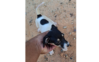 Fiçhote sem nome Cachorrinha SRD, de 60 dias de vida, branca com manchinhas em preto e marrom e muito lindinha