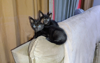 Filhote sem nome Gatinha SRD, pretinha com olhos azuis, brincalhona, dócil e lindíssima.