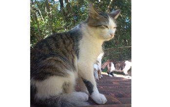 Filhote sem nome Gatinho SRD, branco com manchas cinzas rajado, muito lindo, 3 meses de idade, muito tranquilo e dócil