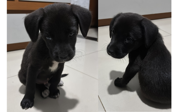 Filhote (sem nome) cachorrinho, filhote, pelagem curta, toda preta. Muito lindinho.