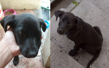 Filhote (sem nome) cachorrinho, filhote, pelagem curta, toda preta. Muito lindinho.