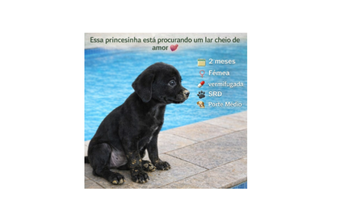 Filhote sem nome Cachorrinha sem raça definida, de 2 meses de idade, porte médio, pelagem curta e preta com manchinhas brancas no focinho e muito dócil