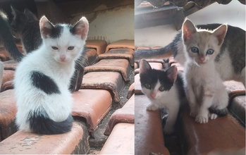 Filhote sem nome Gatinha SRD, 3 meses de idade, tipo frajola (branco com manchas pretas), olhos cor de mel,dócil, tranquila e brincalhona. Já come ração seca e é linda