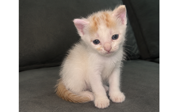 Filhote (sem nome) gatinho, filhote, pelagem branca com manchas laranjinhas. Muito fofo.
