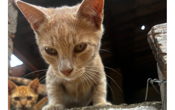 Gatinho laranja, de 7 meses de idade, medroso e receioso inicialmente, mas muito dócil depois de ganhar confiança e muito lindinho.
