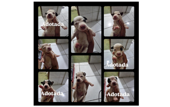 Filhote sem raça definida, de 1 mês de idade, branquinho com as orelhinhas pretinahs, focinho bem rosado, muito novinho e lindinho