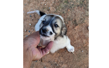 Filhote sem nome Cachorrinho SRD, 60 dias de idade, branquinho, com rostinho com manchinhas marronzinho claro, parecendo uma máscara, muito lindinho e fofinho