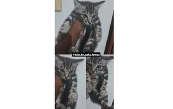Filhote (sem nome) Gatinha SRD, cinza rajado, 3 meses de idade, brincalhão e lindinho