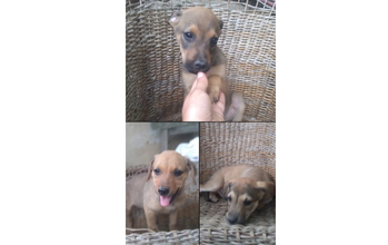 Filhote sem nome Cachorrinho SRD, caramelo misturado com marronzinho, 2 meses e meio de idade, dóceis e brincalhões.