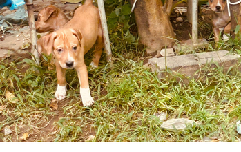 Filhote sem nome Sou uma cachorrinha com 3 meses de idade, SRD, caramela, com manchinhas brancas em fio no rosto e com patinhas branquinhas, parecendo uma botinha, muito espertinha e lindinha