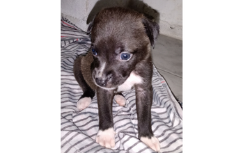 Filhote (sem nome) cachorrinha, filhote, fêmea, pelagem preta com macha branca no peito e nas quatro patinhas.
