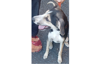 Filhote (sem nome) cachorrinha filhote, 5 meses aproximadamente, porte médio, pelagem curta, preta com marrom claro e branco. Muito lindinha.