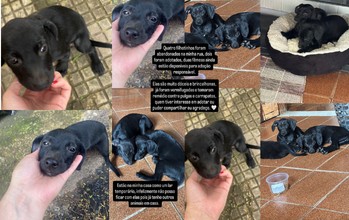 Cachorrinha SRD, de 2 meses de idade, pretinha, dócil e brincalhona