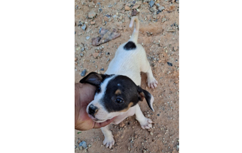 Filhote sem nome Cachorrinho SRD, branco com manchinhas pretas na face, muito lindinho e manso