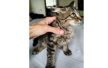 Gatinho SRD. 3 meses de idade, dócil, cinza rajado e muito lindo