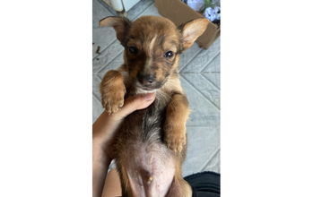 Filhote (sem nome) cachorrinho, 45 dias de vida, pelagem preta e marrom clara. muito fofinho.