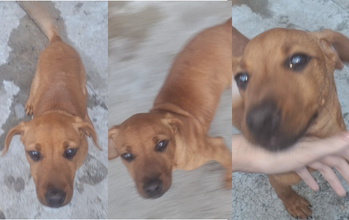 cachorrinha, porte pequeno, pelagem curta, caramelo, focinho preto. Muito fofinha.