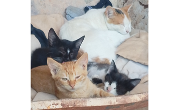 Filhote sem nome Gatinha SRD, de 8 meses a 1 ano de idade, pouco arisca e muito lindinha