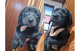 Filhote (sem nome) cachorrinho, filhote, pelagem curta, toda toda pretinha. Muito fofinho.