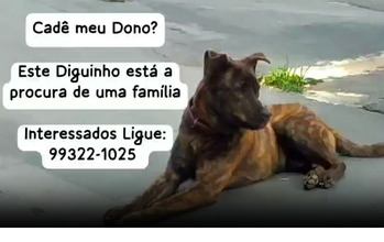 Filhote sem nome Cachorrinho sem raça definida, caramelo tigrado, de 8 meses de idade, porte médio, dócil e brincalhão