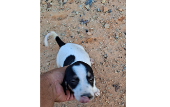 Filhote sem nome Cachorrinha SRD, 60 dias de idade, branco com manchinhas pretas na face e envolta dos olhos, mansa e lindinha