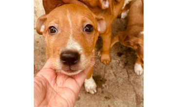 Filhote sem nome Cachorrinha SRD, por volta de 3 meses de idade, caramelo e muito dócil