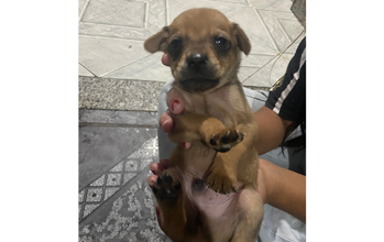 Filhote (sem nome) cãozinho, 45 dias, pelagem toda marrom clara e focinho preto. muito fofinho