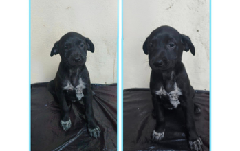 cachorrinho, pelagem curta, toda preta e com manchinhas brancas no peitoral e patinhas. Muito fofinho.