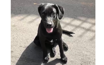 Filhote sem nome Cachorrinho de porte médio, pretinho, SRD, menos de 1 ano de idade, dócil e lindinho