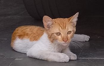 Filhote (sem nome) gatinho, filhote, pelagem branca com laranjinha. Muito lindo.