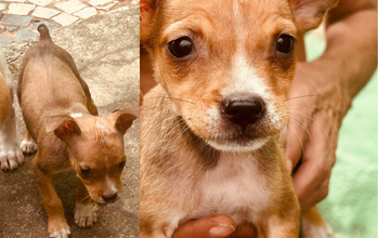 Cachorrinho SRD, caramelo, por volta de 3 meses de idade e muito lindinho