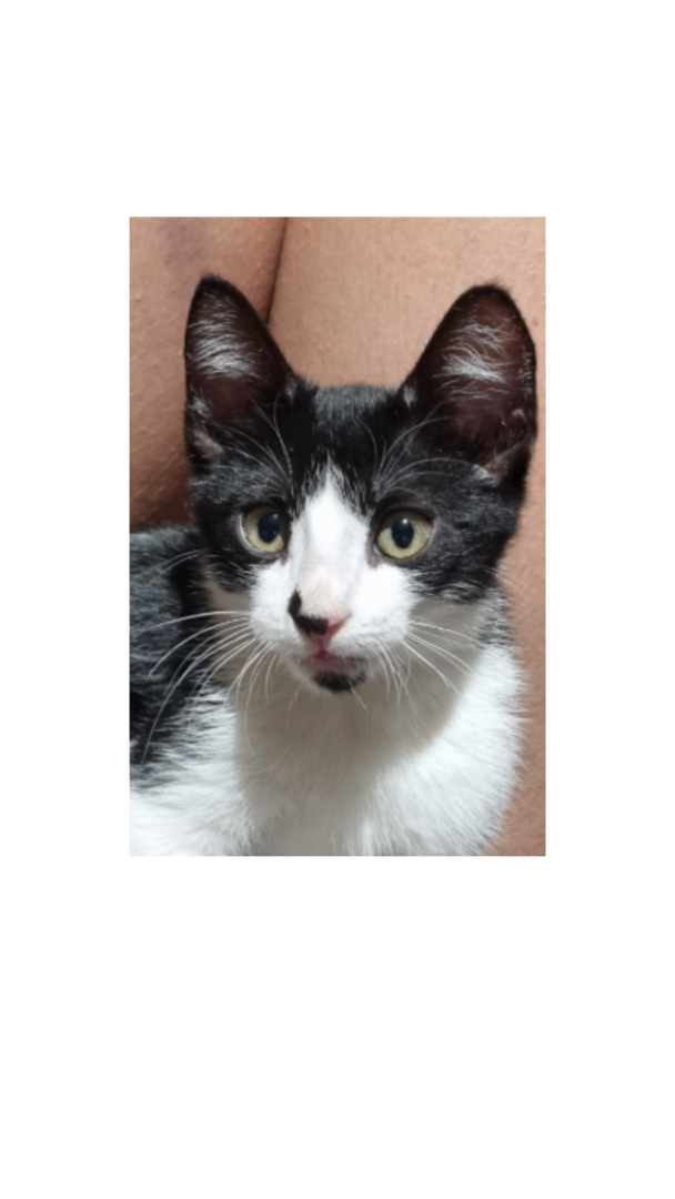 Filhote sem nome Gatinho de 1 mês e meio, sem raça definida, pelagem curta na cor branca com preto, tipo frajola, dócil, curioso, carinhoso