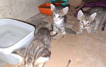 Gatinha cinza rajado, SRD, 4 meses de idade, olhos claros, linda e dócil