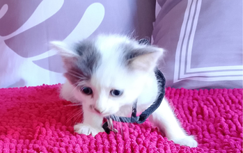 gatinho, filhote, pelagem branca com manchinha cinza nas orelhas. Muito fofinho.