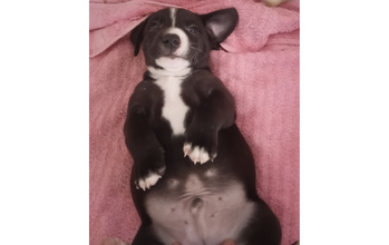 Filhote (sem nome) cachorrinho, filhote, pelagem curta, toda preta com manchas brancas no peitoral, focinho e testa. Muito fofinho.