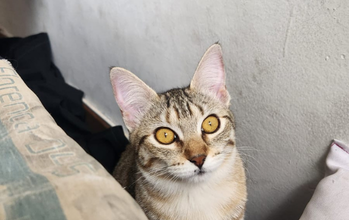 Jujubas Gatinha SRD, bege rajadinha de marrom, olhos de mel, muito linda, dócil e brincalhona