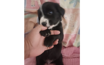 Filhote (sem nome) cachorrinho, filhote, pelagem curta, toda preta com mancha branca no pescoço, focinho e testa. Muito fofinho.