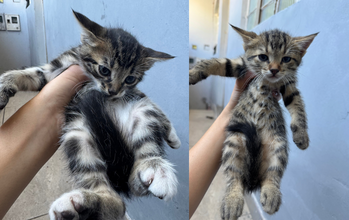 gatinha, filhote, pelagem toda rajada, olhos azuis. Muito lindinha.