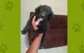 Filhote (sem nome) FIlhote com 45 dias de vida, vermifugado, pretinho, mistura de Labrador com Vira-Lata e muito fofinho
